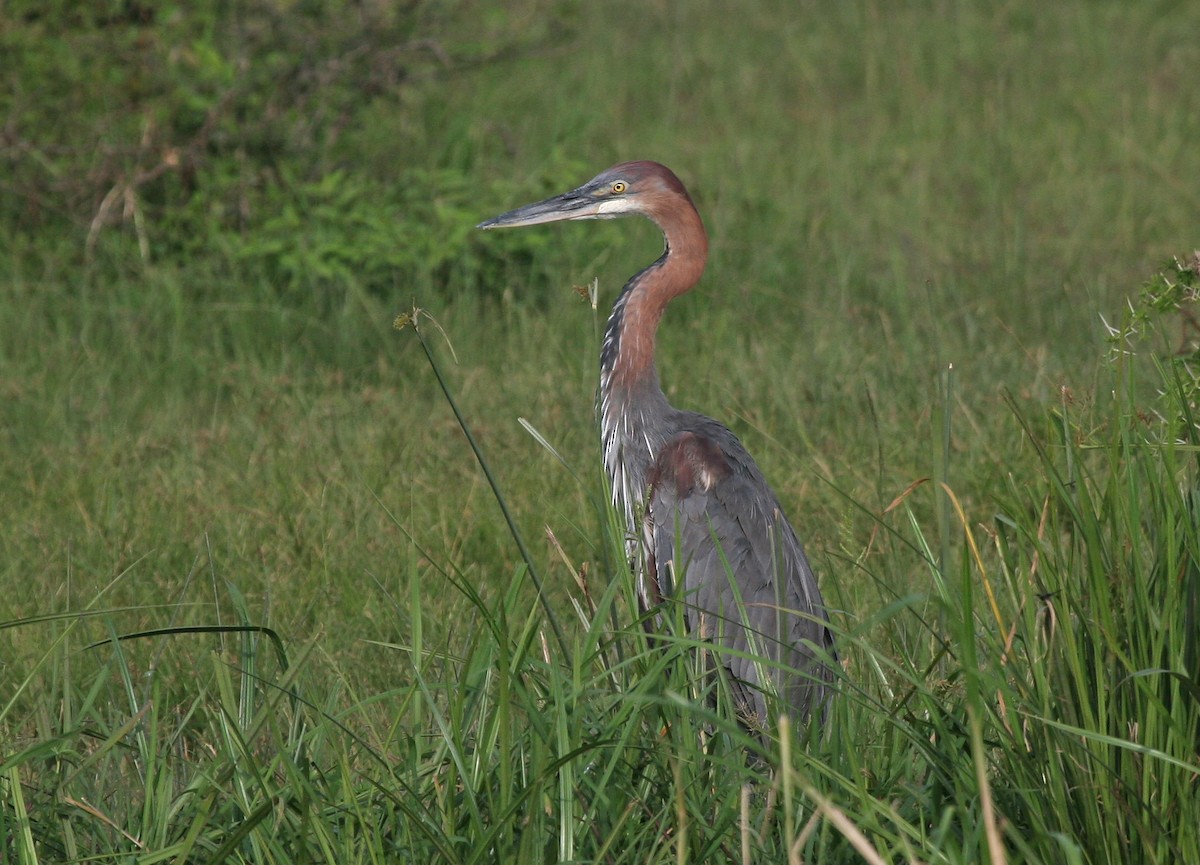 Goliath Heron - ML639035945