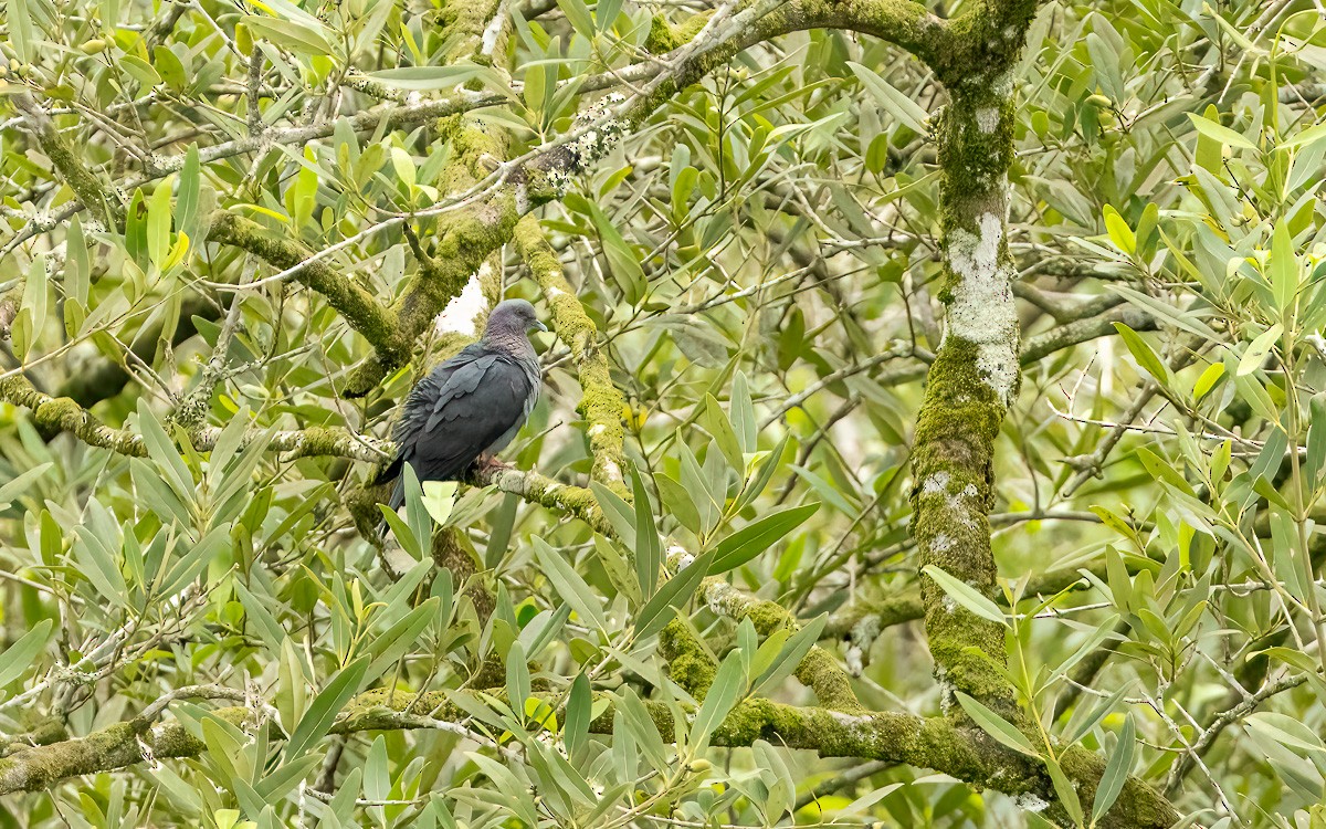 Sao Tome Pigeon - ML639035946