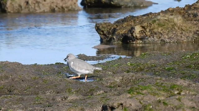 Magellanic Plover - ML639035963