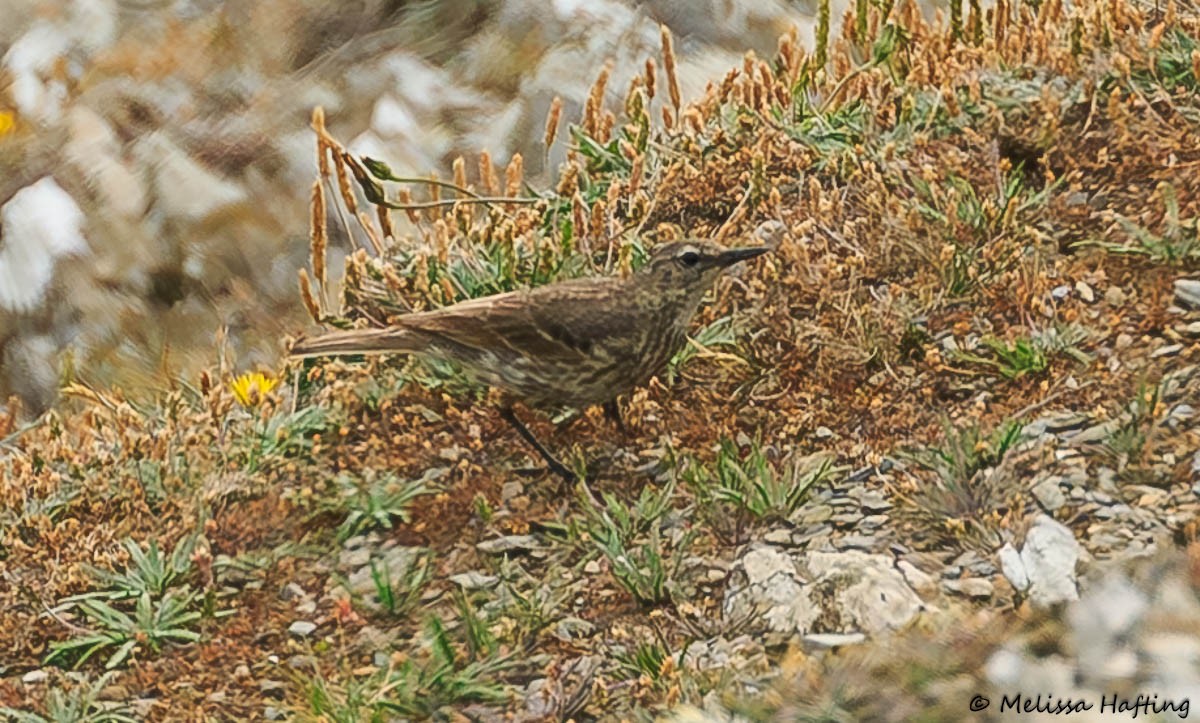 Rock Pipit - ML639035978