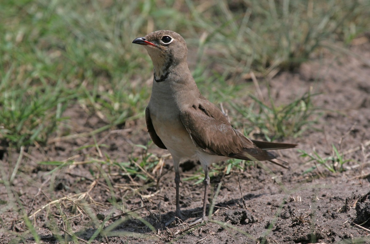Collared Pratincole - ML639035999