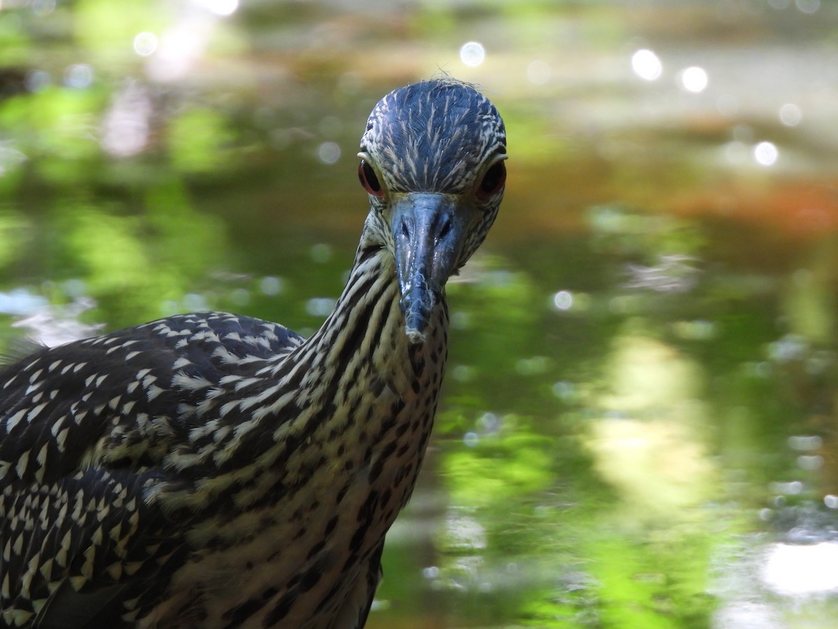 Yellow-crowned Night Heron - ML639036028