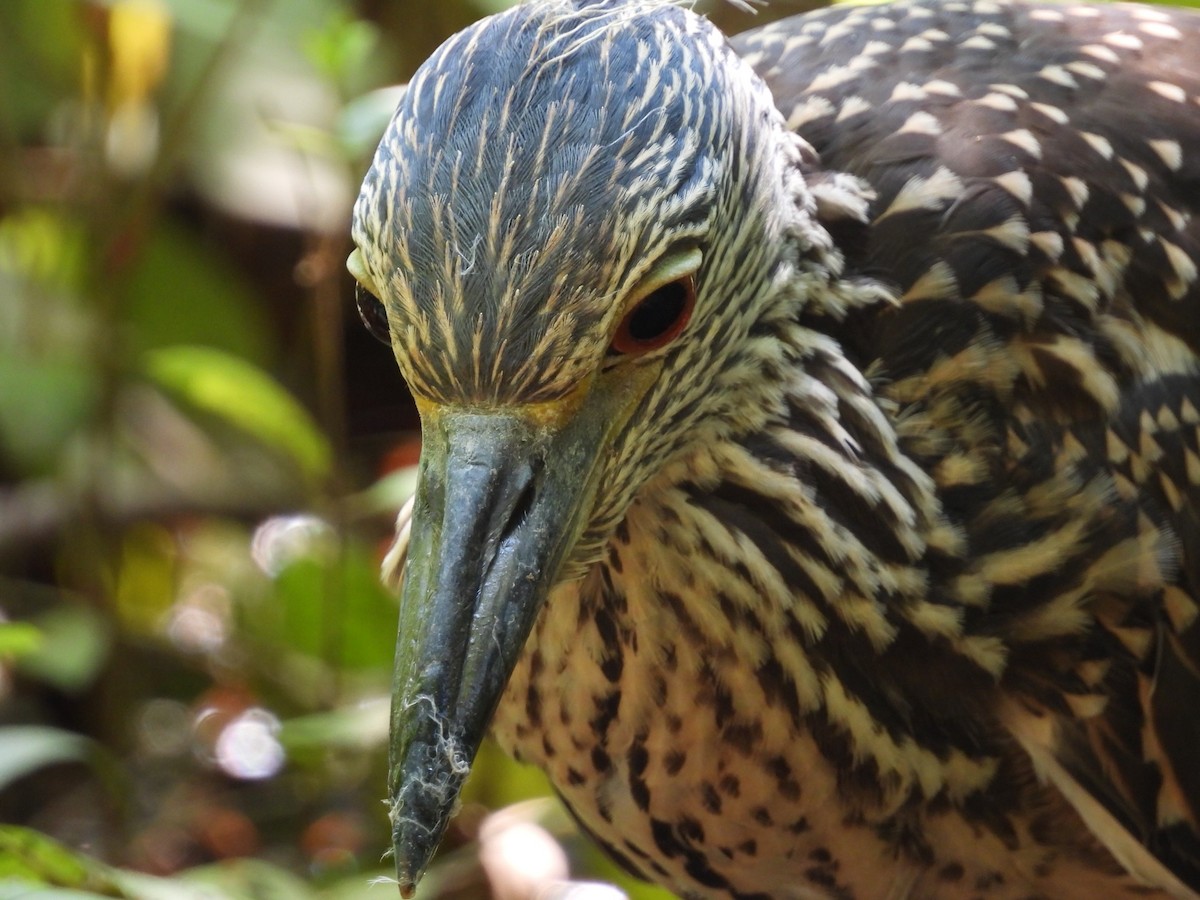 Yellow-crowned Night Heron - ML639036034
