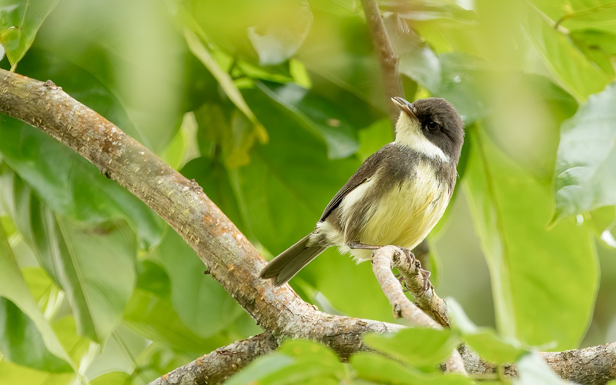 Dohrn's Thrush-Babbler - ML639036069