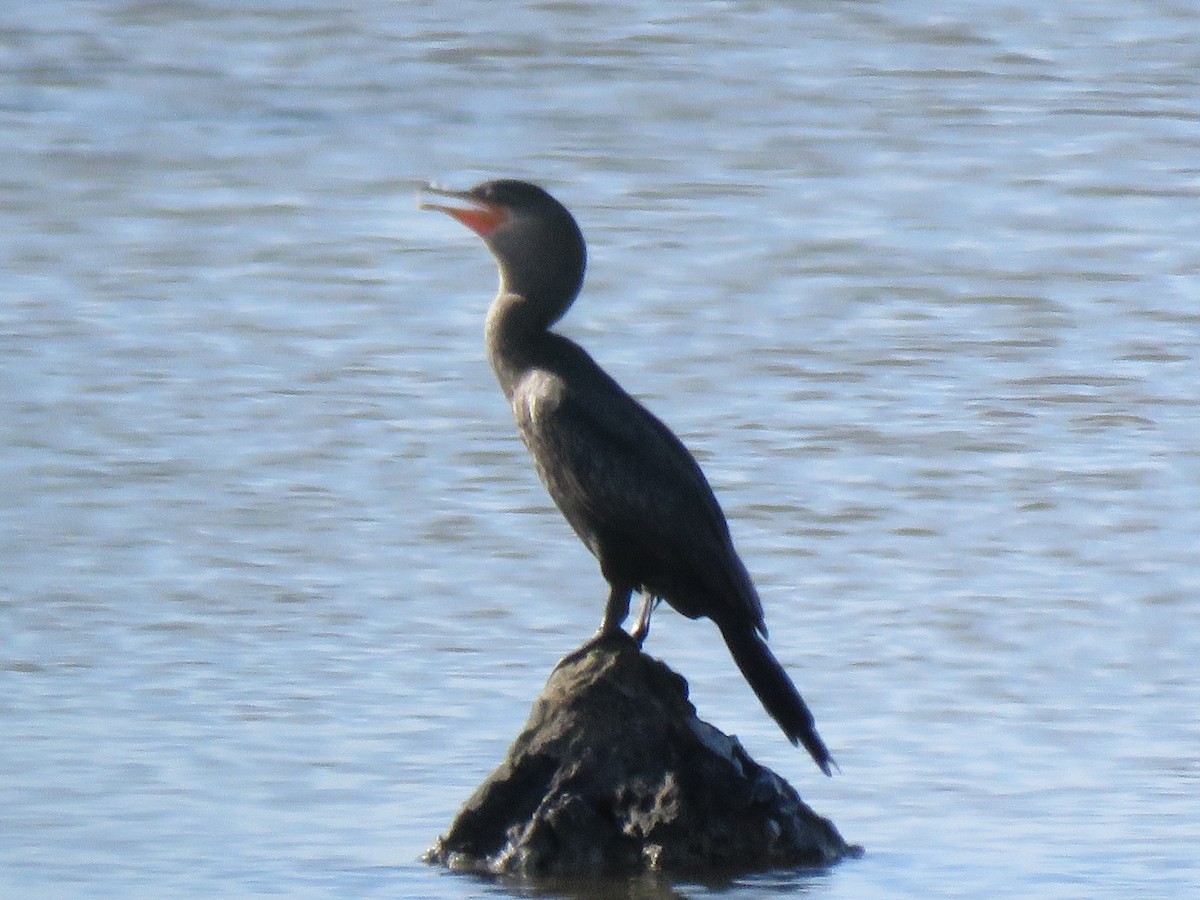 Neotropic Cormorant - ML639036081