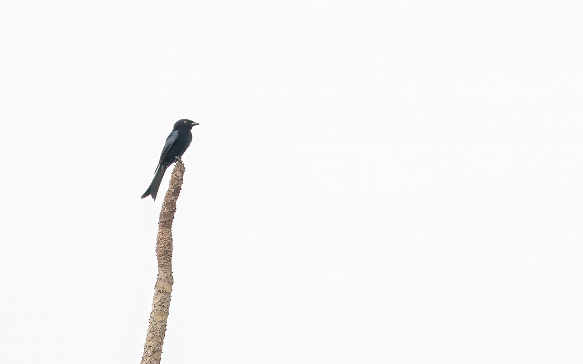 Velvet-mantled Drongo (Principe) - ML639036090