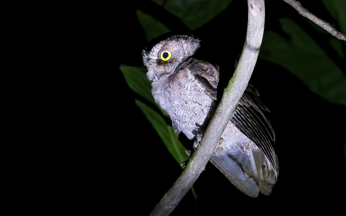 Principe Scops-Owl - ML639036135