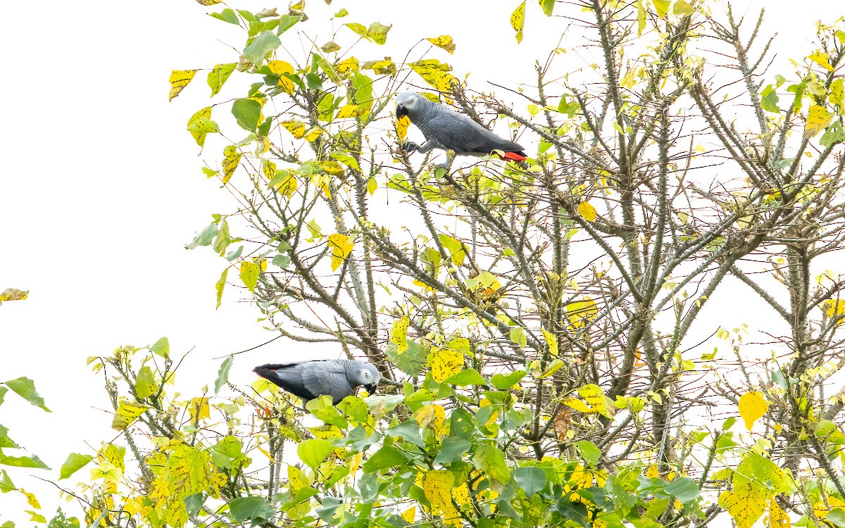 Gray Parrot (Principe) - ML639036170