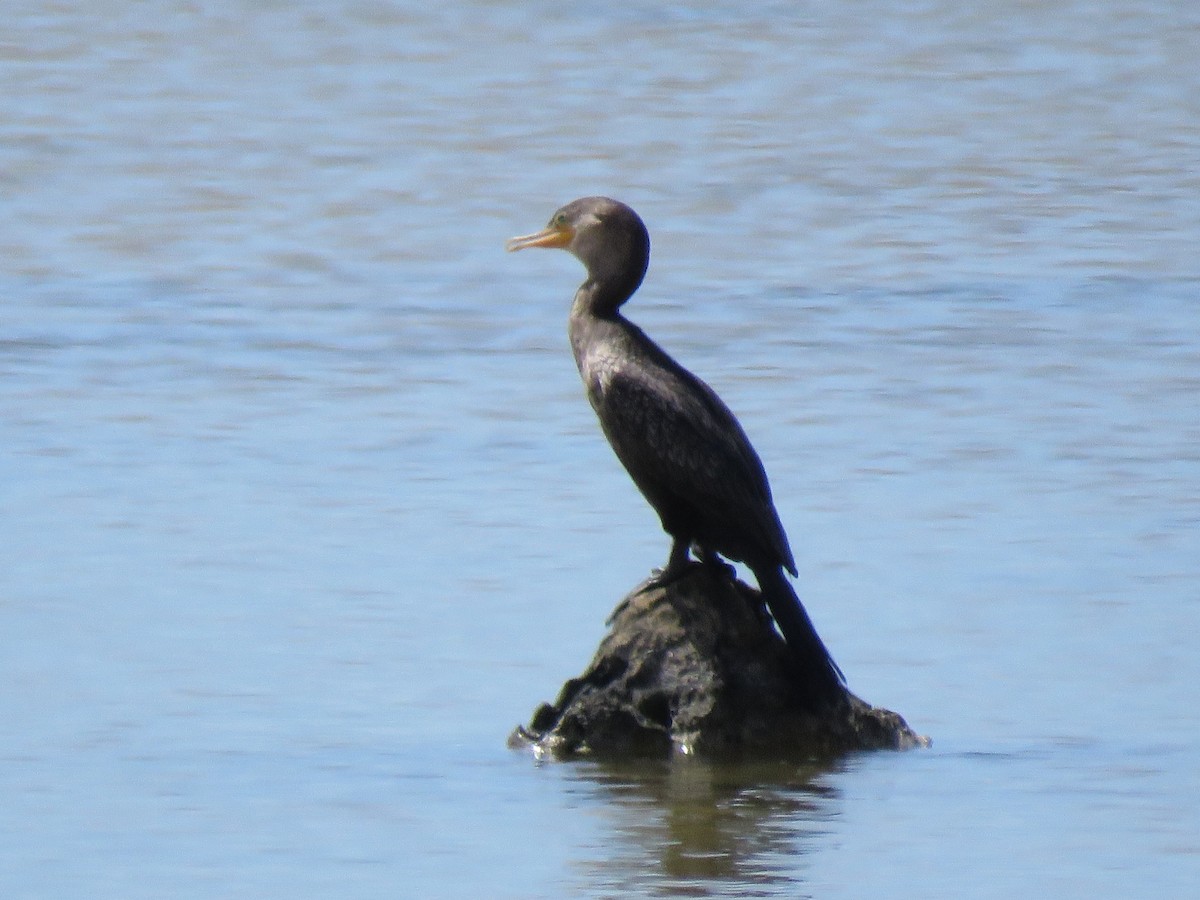 Neotropic Cormorant - ML639036194