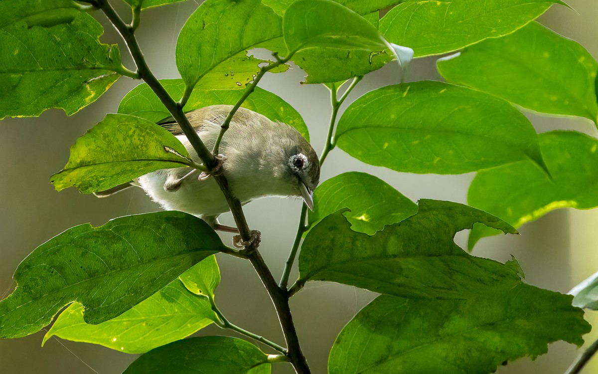 Principe White-eye - ML639036250
