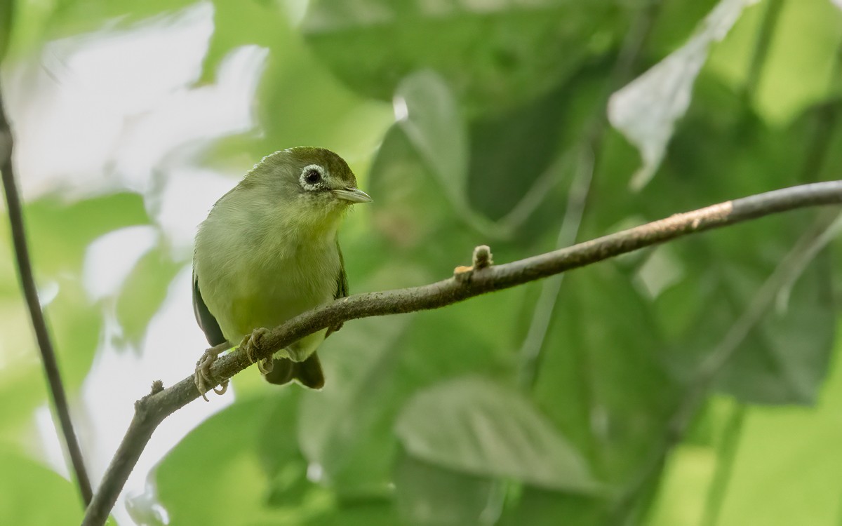 Principe White-eye - ML639036251