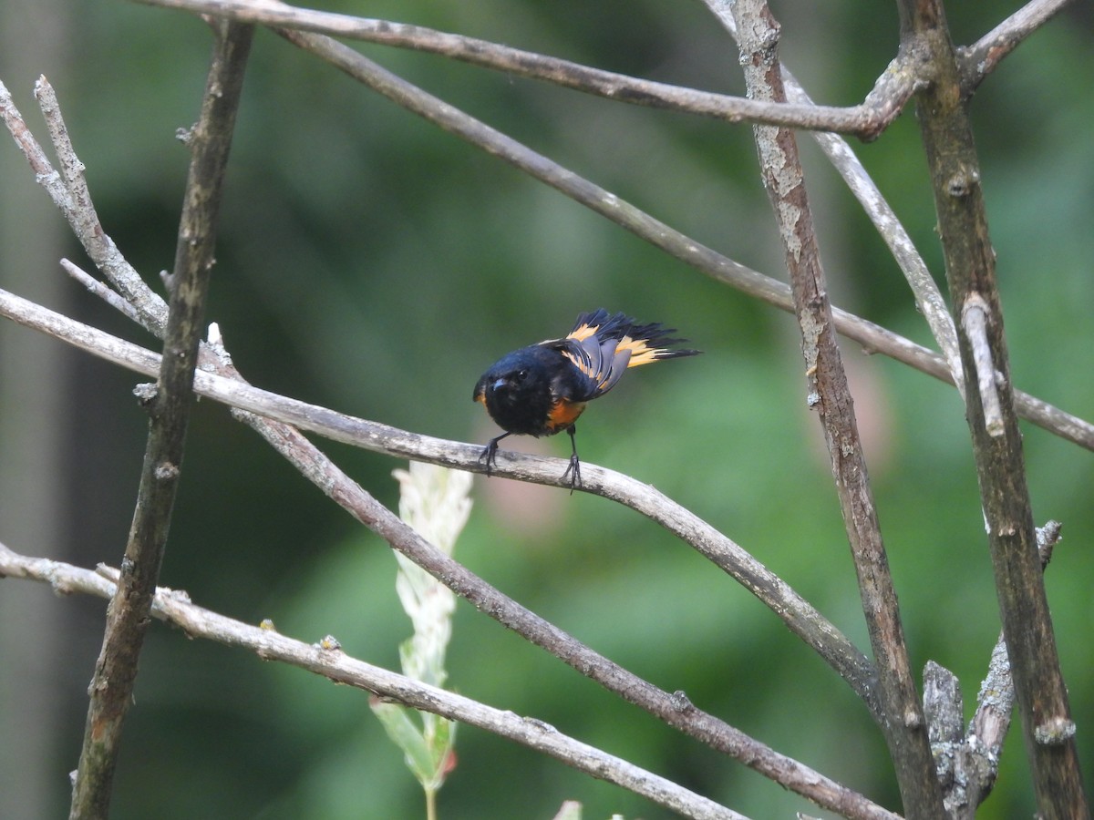 American Redstart - ML639036333