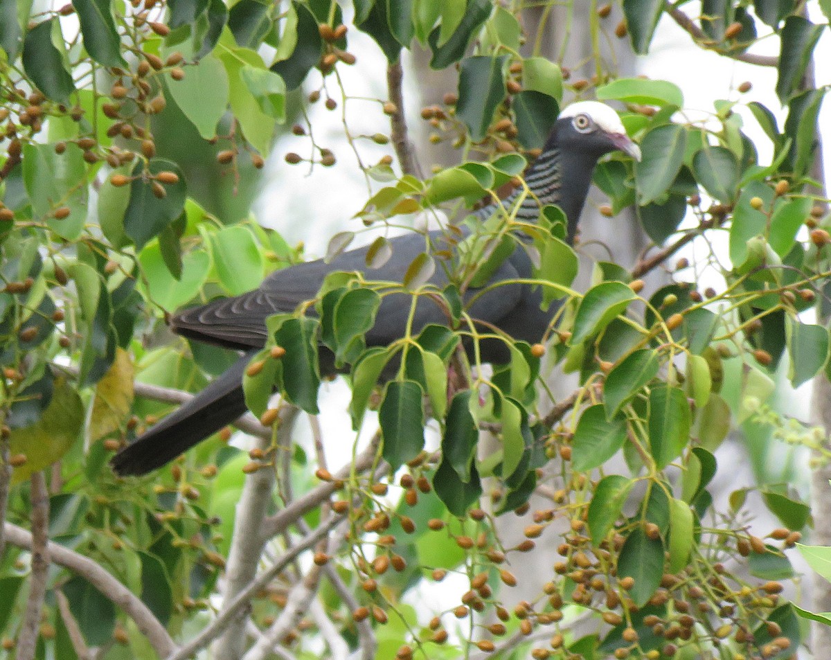 White-crowned Pigeon - ML639036334