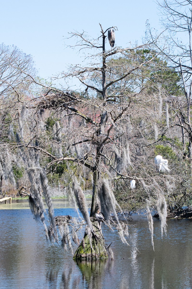 Airone bianco maggiore - ML639036339