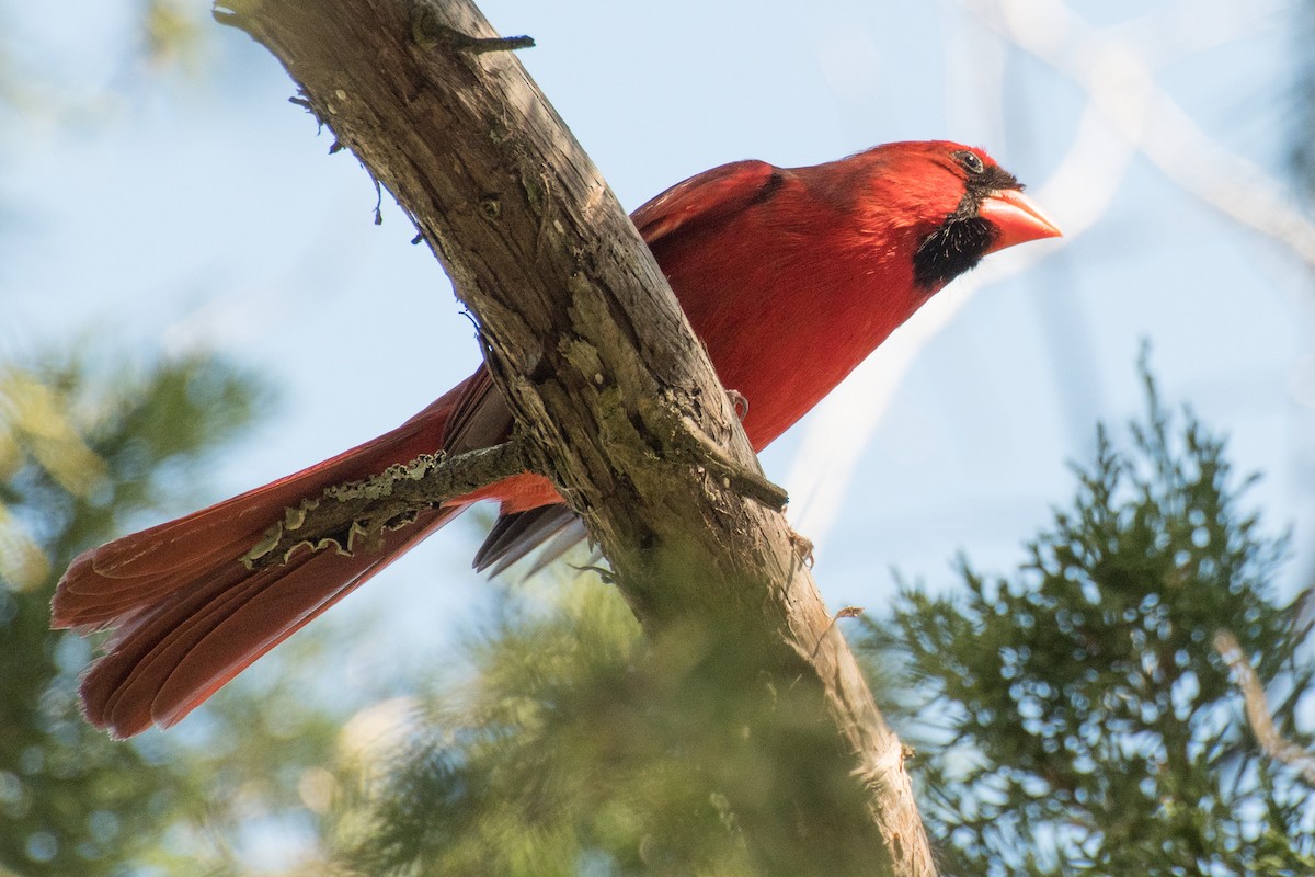 Northern Cardinal - ML639036353
