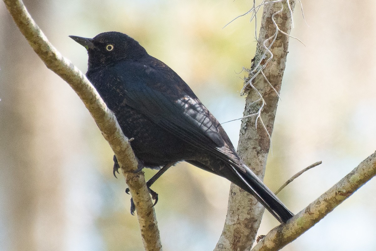 Rusty Blackbird - ML639036356