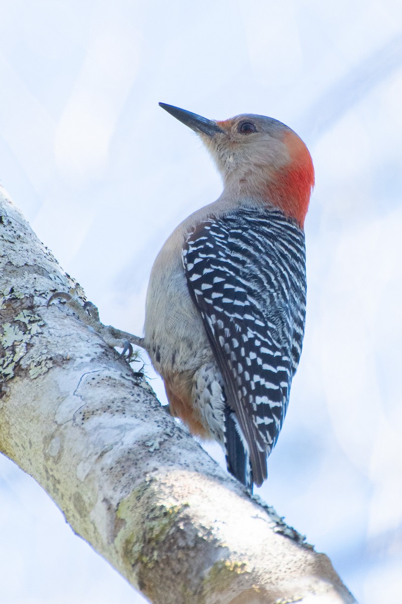 Red-bellied Woodpecker - ML639036371