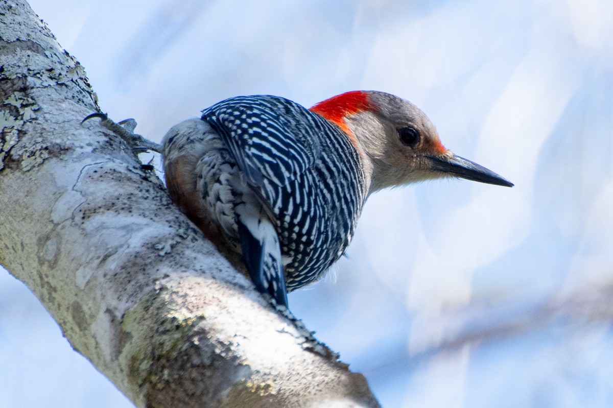 Red-bellied Woodpecker - ML639036372