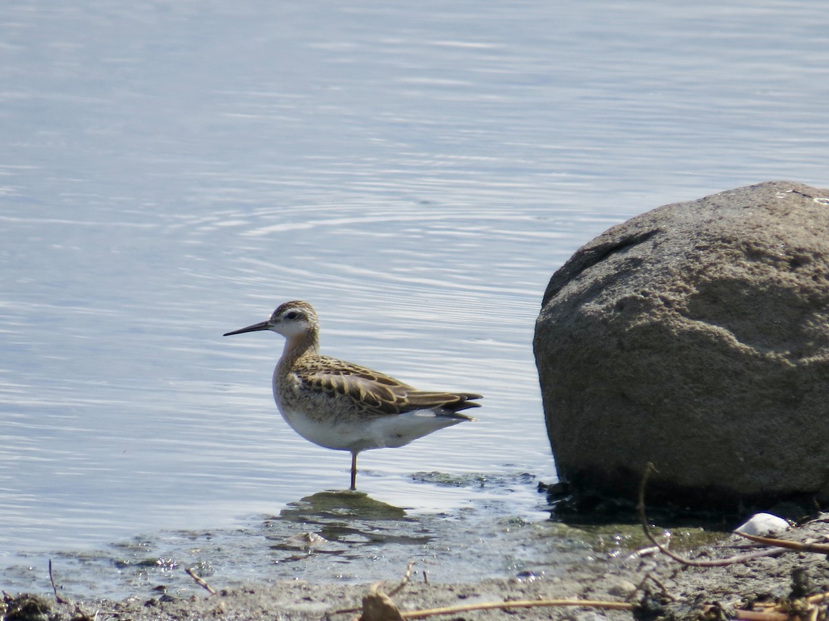Wilson's Phalarope - ML639036387