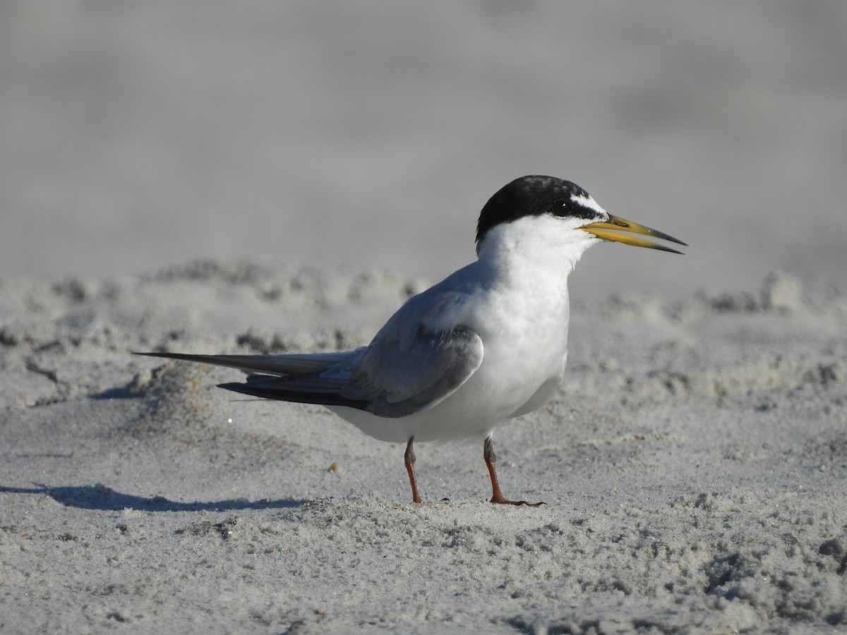 Least Tern - ML639036397