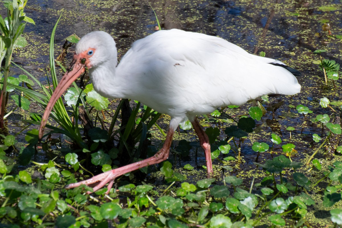 White Ibis - ML639036408