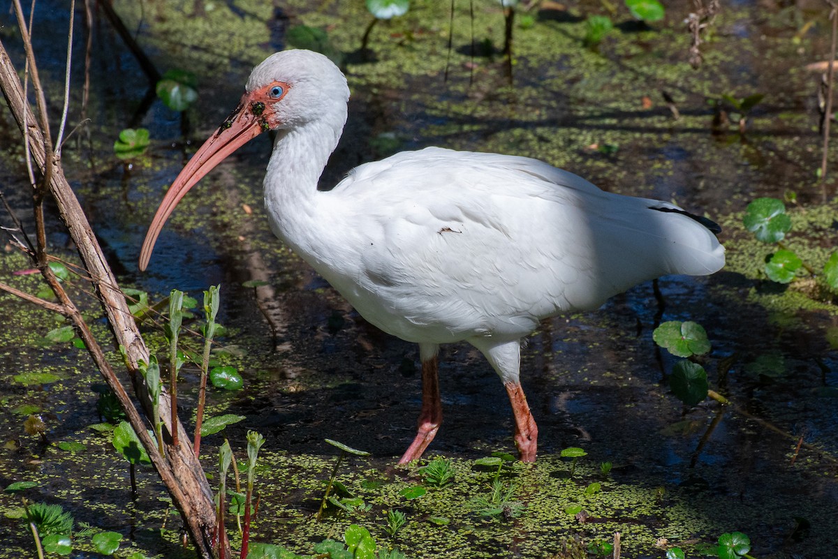 White Ibis - ML639036409