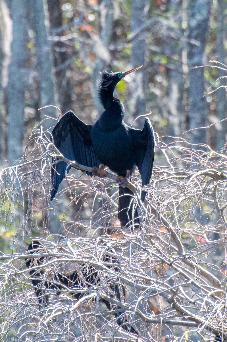 Anhinga - ML639036417