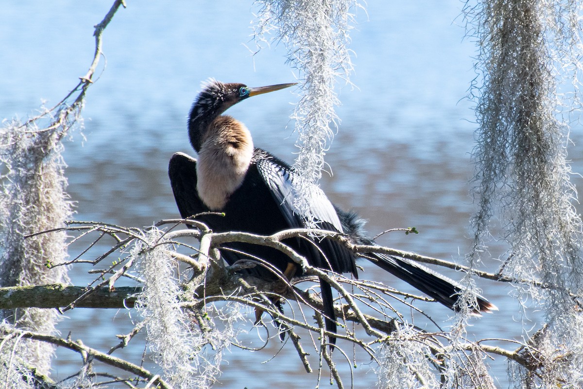 Anhinga - ML639036420