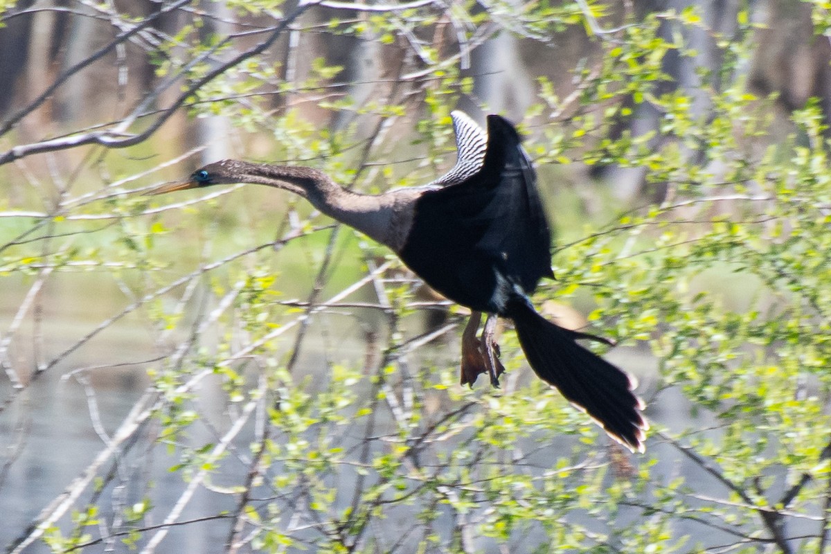Anhinga - ML639036421