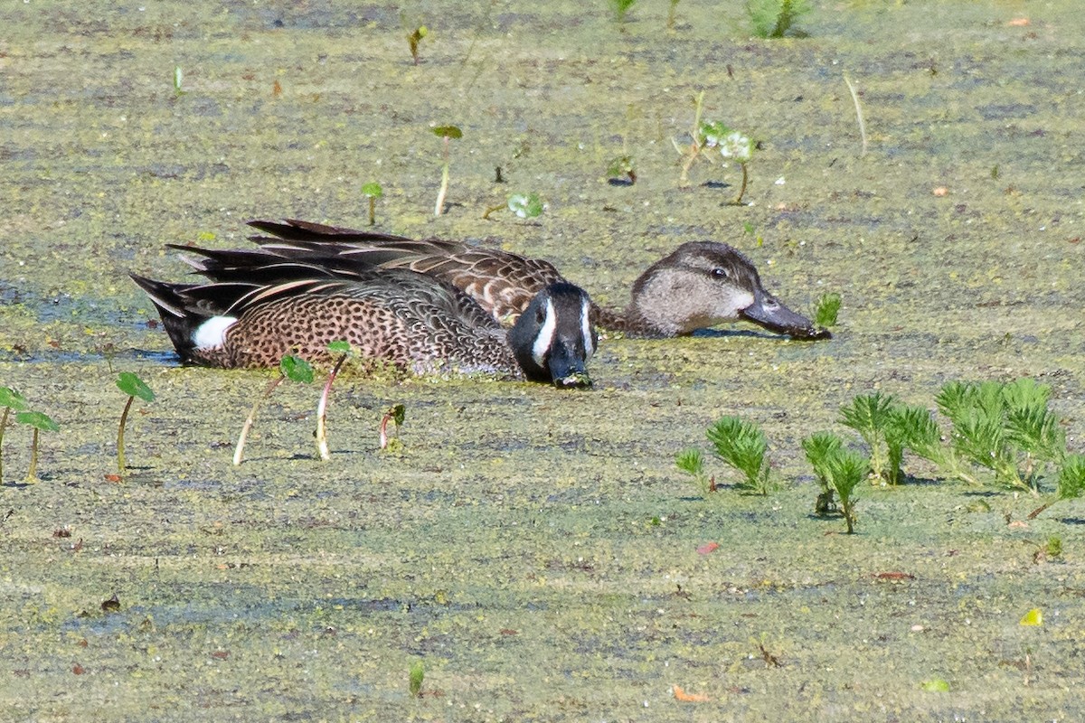 Blue-winged Teal - ML639036425