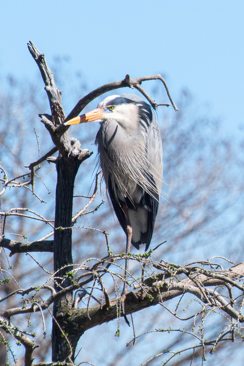 Great Blue Heron - ML639036429