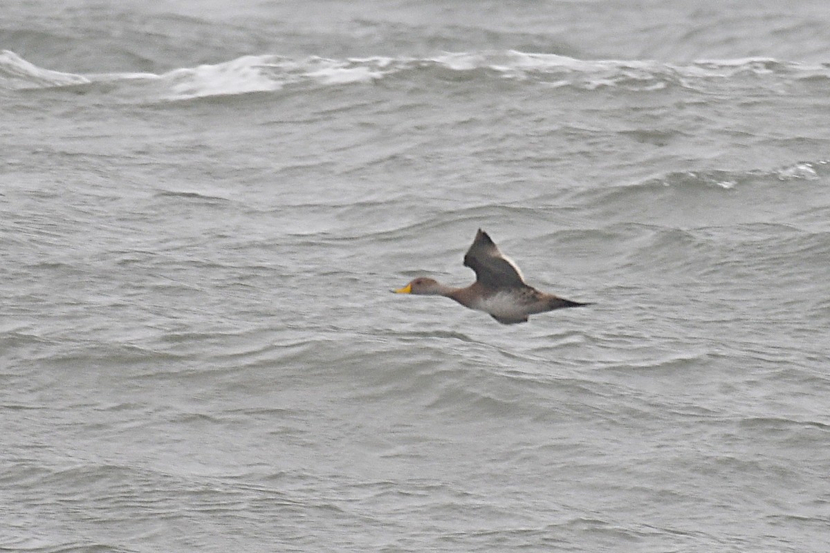Yellow-billed Pintail - ML639036504