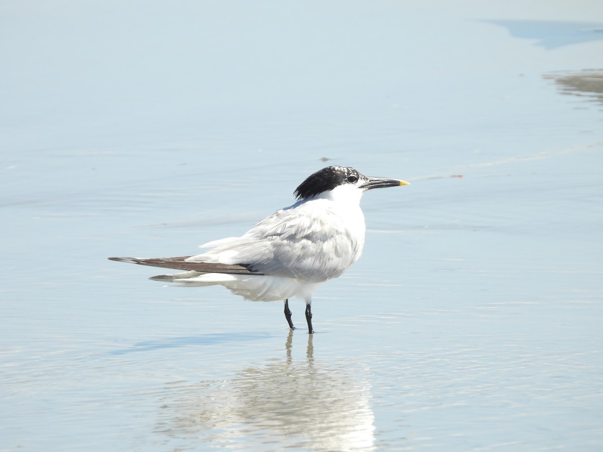 Sandwich Tern - ML639036508