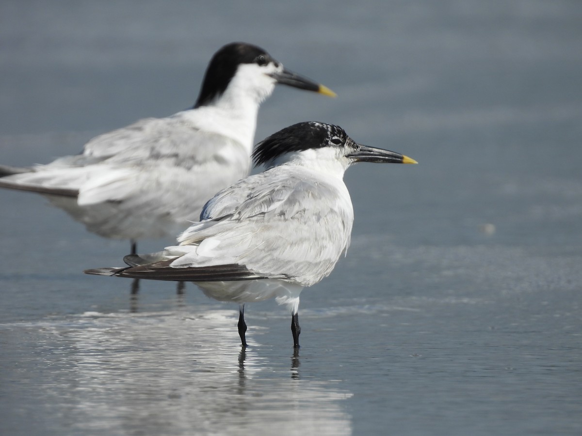 Sandwich Tern - ML639036608