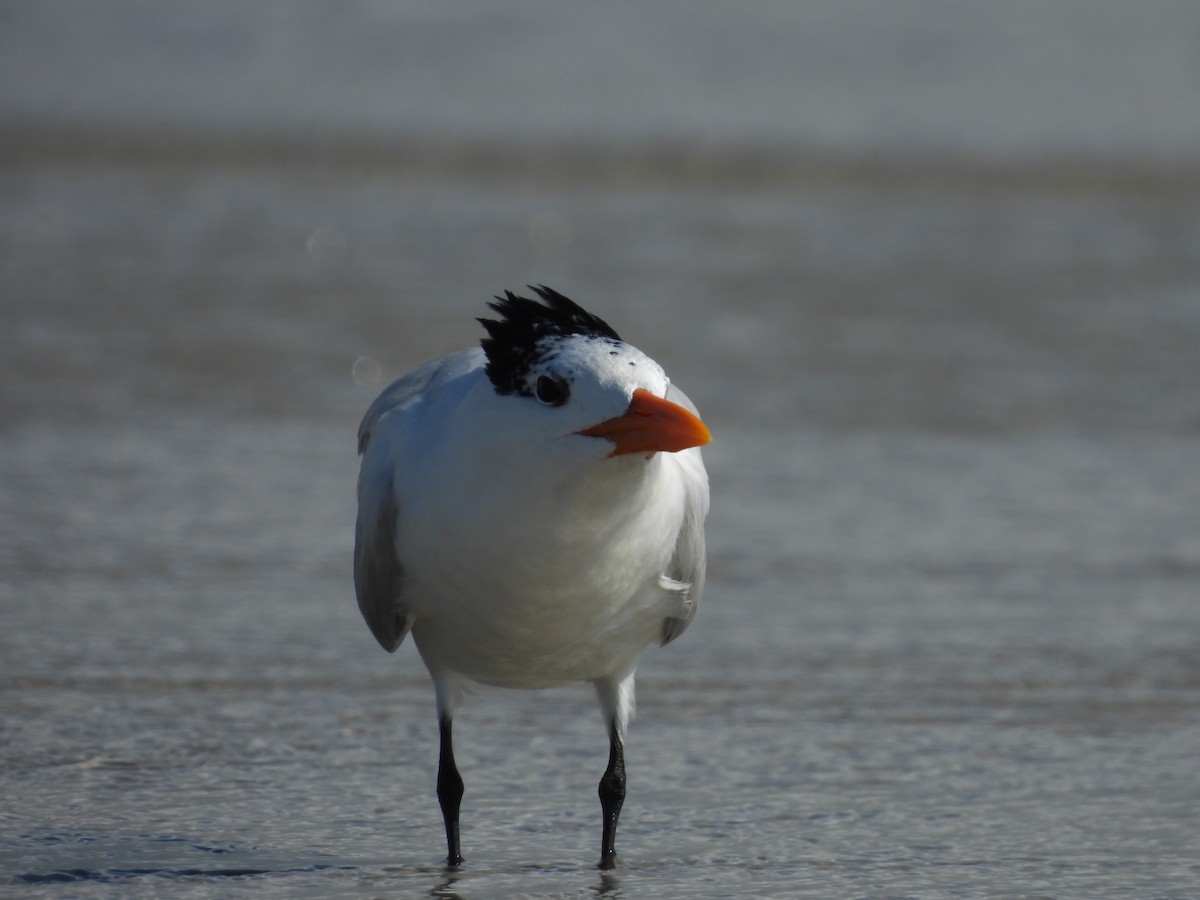 Royal Tern - ML639036621