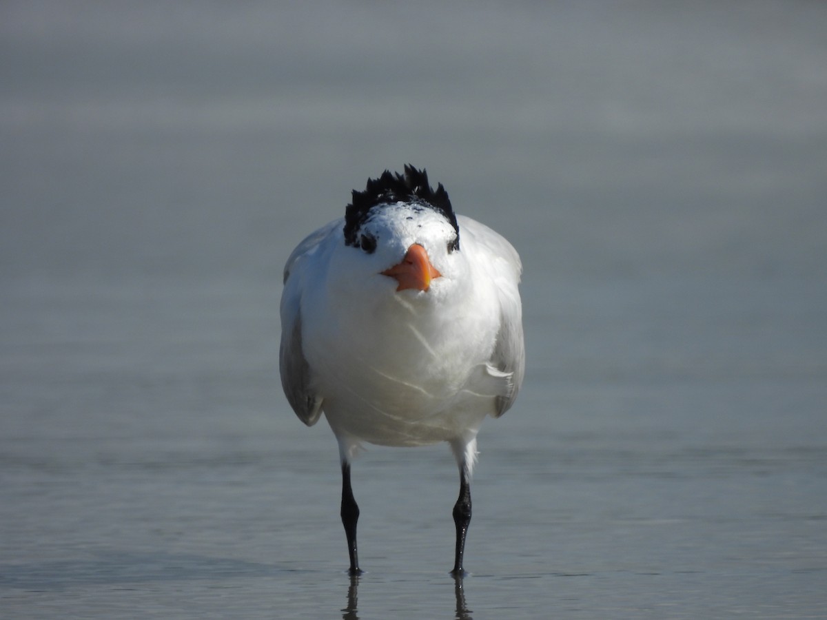 Royal Tern - ML639036626