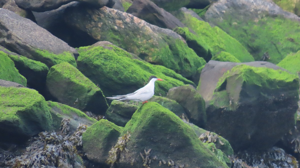 Common Tern - ML639036627