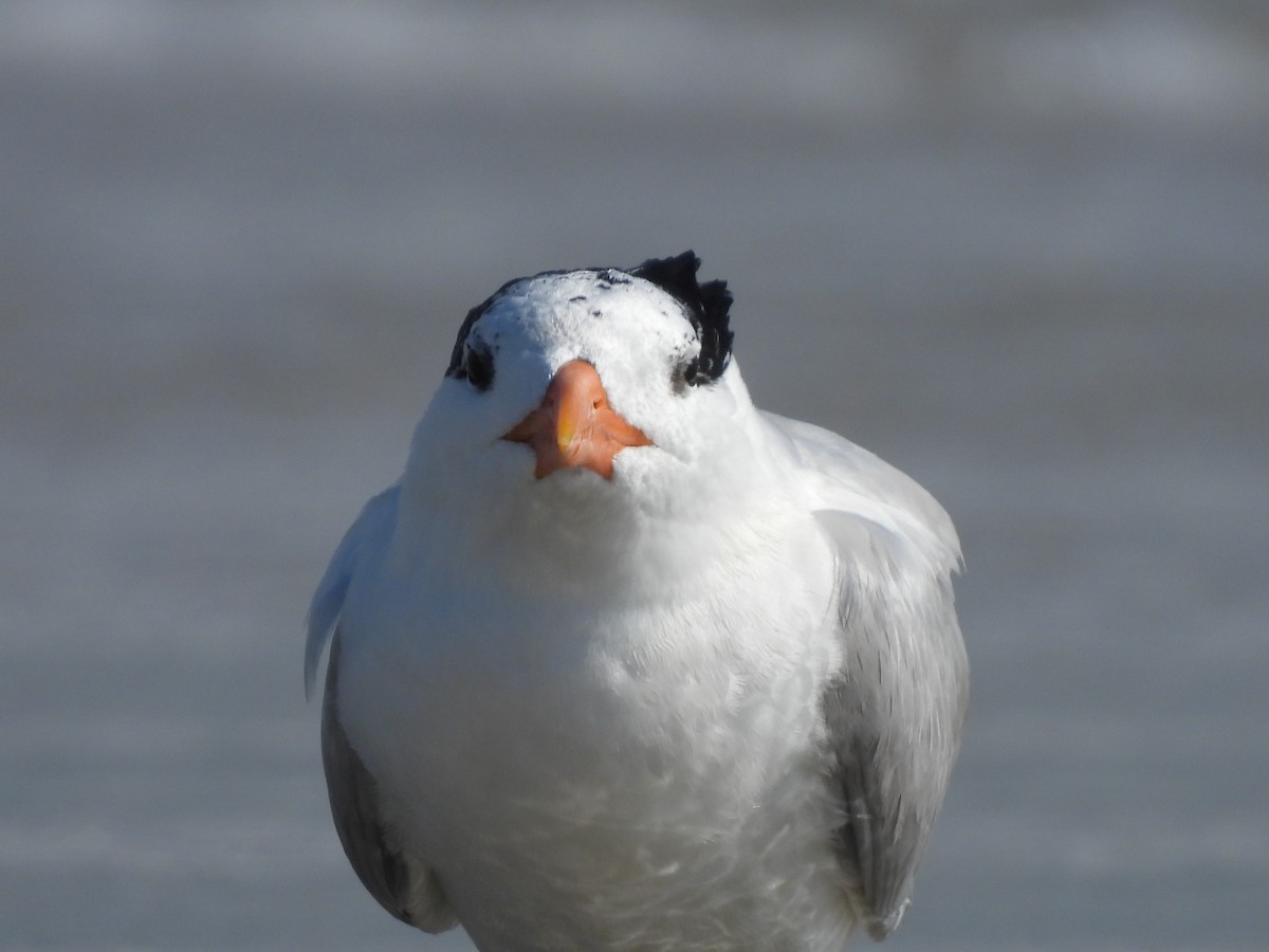 Royal Tern - ML639036632