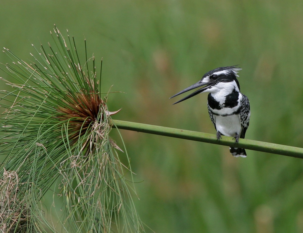 Pied Kingfisher - ML639036658