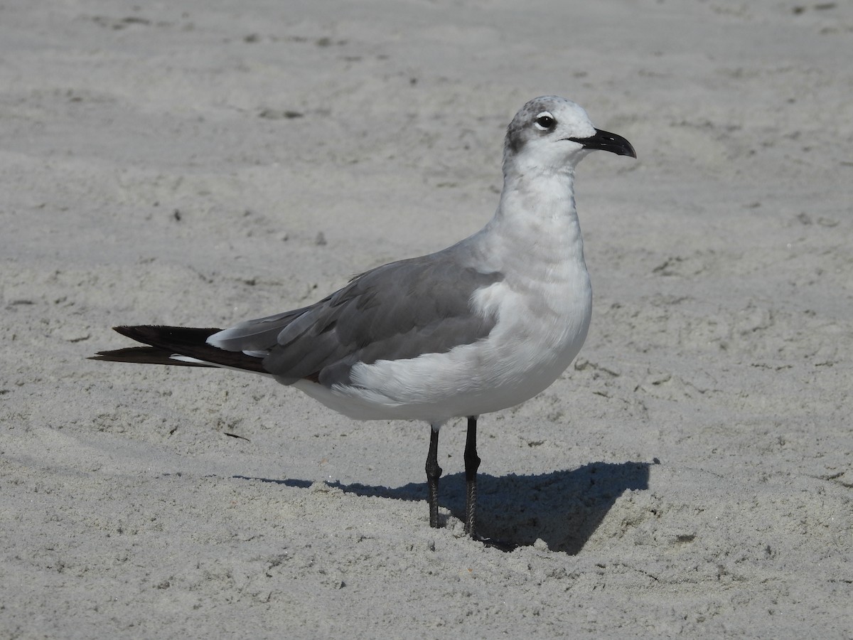 Laughing Gull - ML639036666