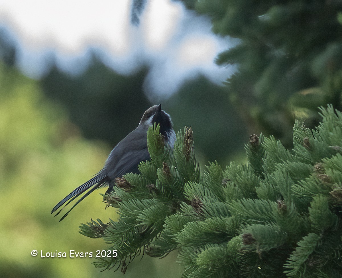 Boreal Chickadee - ML639036725