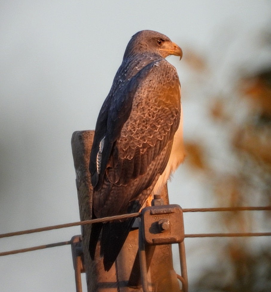 Andenbussard - ML639036790