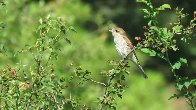 Antzandobi arrunta - ML639036810