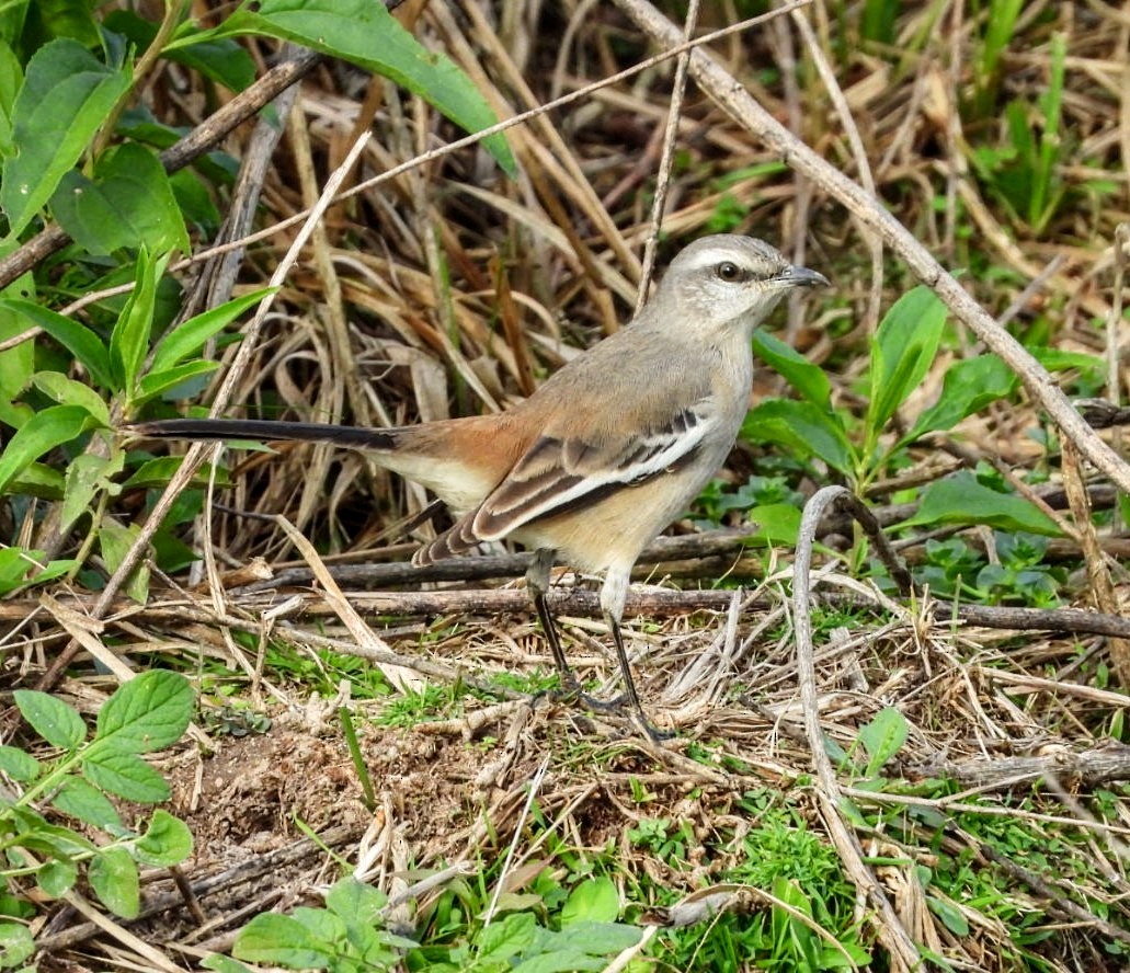 Weißbinden-Spottdrossel - ML639036830