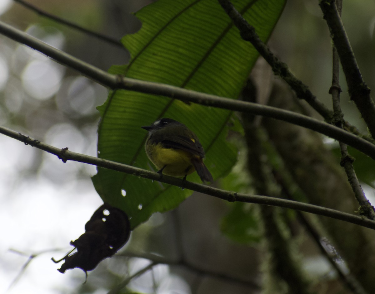 Ornate Flycatcher - ML639036958