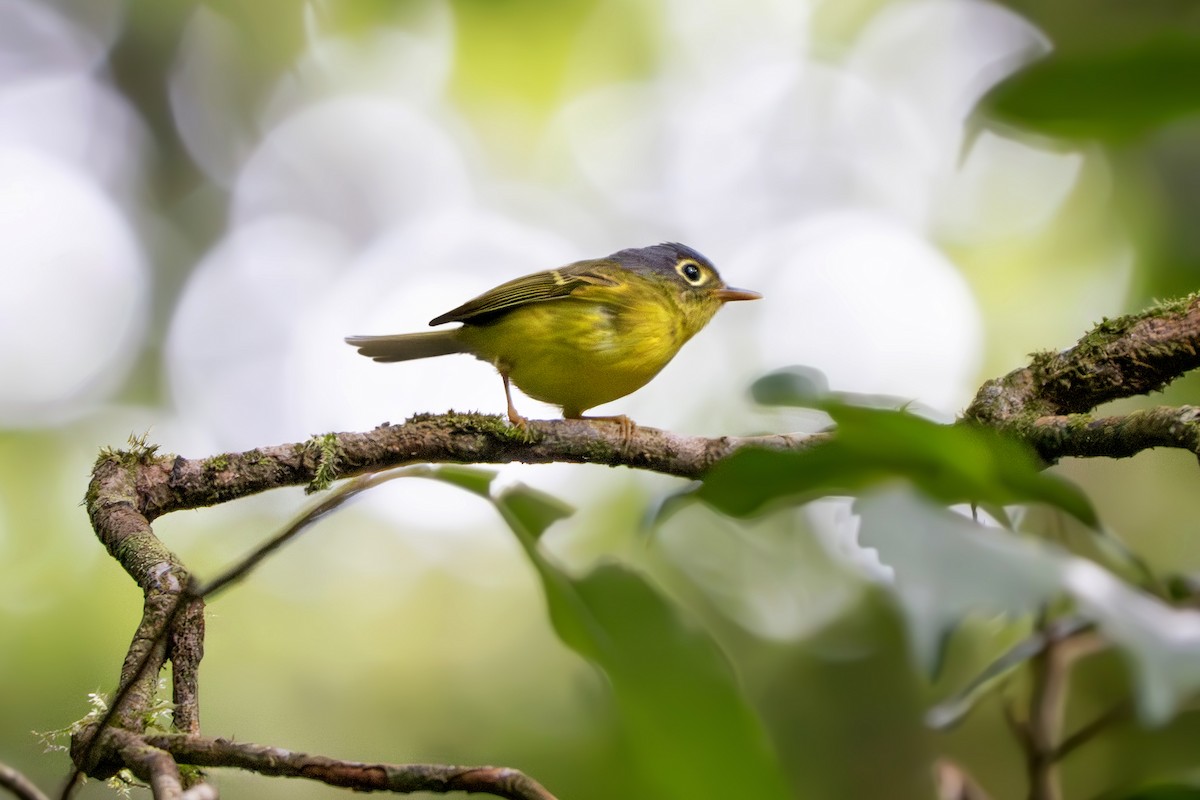 Mosquitero de Anteojos - ML639036971