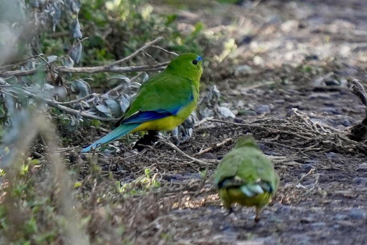 Orange-bellied Parrot - ML639036987