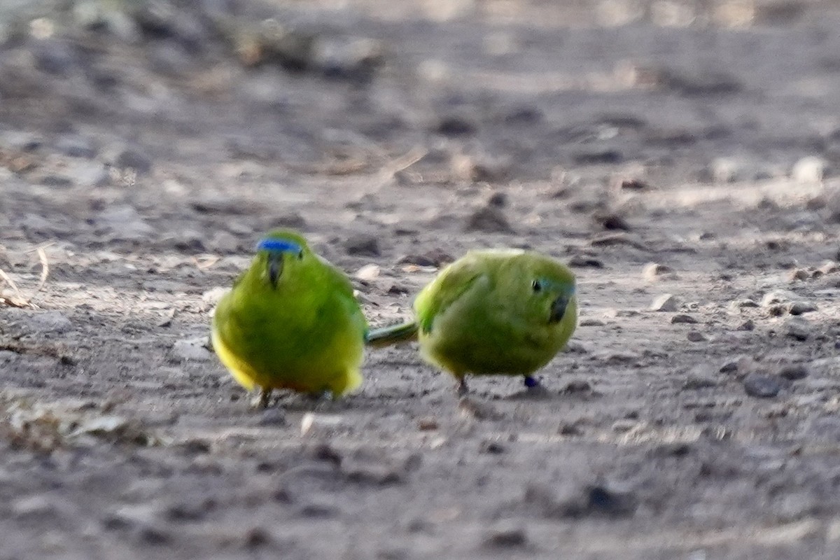 Orange-bellied Parrot - ML639036988