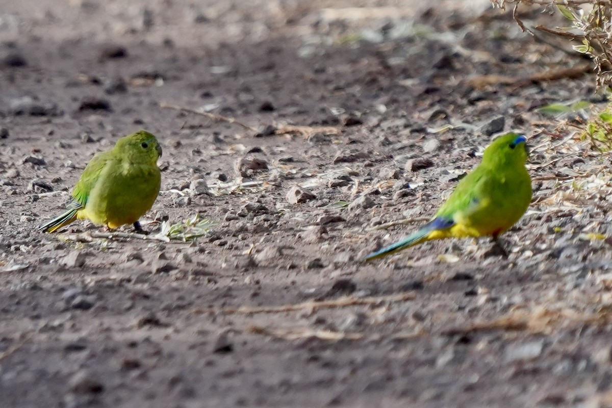 Orange-bellied Parrot - ML639036989