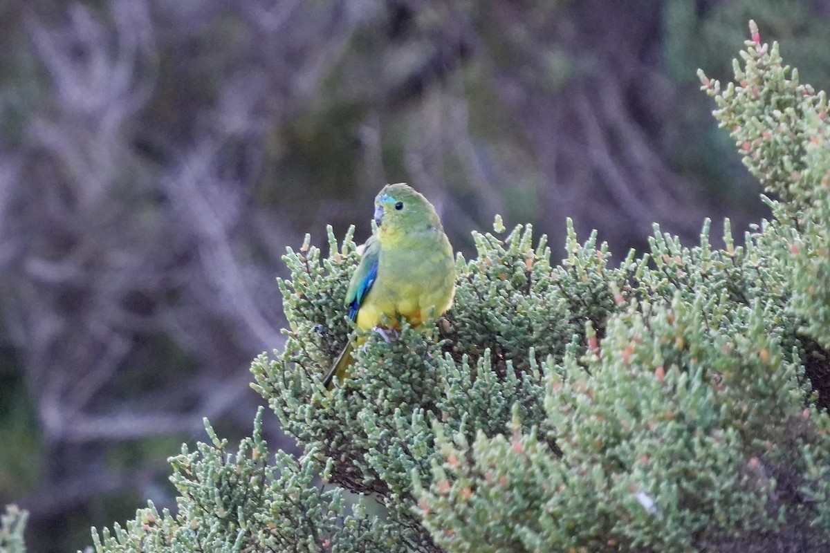 Orange-bellied Parrot - ML639036990